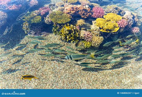 Coral Reef in Red Sea, Israel Stock Image - Image of saltwater ...