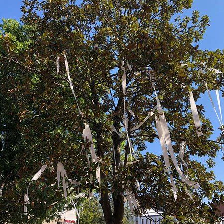 Toomer's Corner (Auburn) - 2019 What to Know Before You Go (with Photos & Reviews) - TripAdvisor