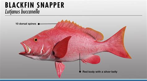 Snapper Identifier