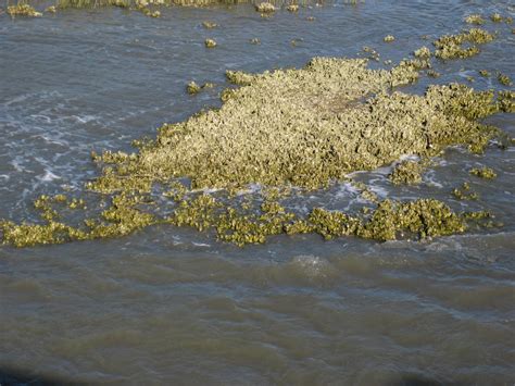 Oyster reef restoration