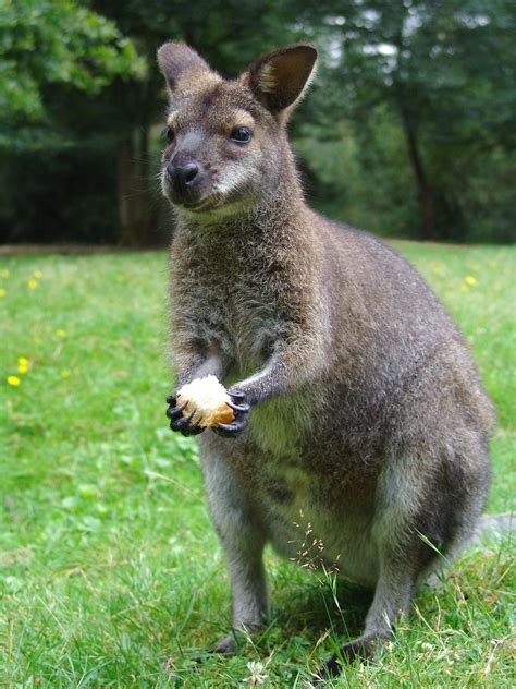 Wallaby Garden Pests - How To Stop Wallabies From Eating My Plants ...