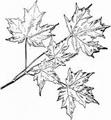 Sugar Maple Branchlet coloring Page  Super Coloring sketch template