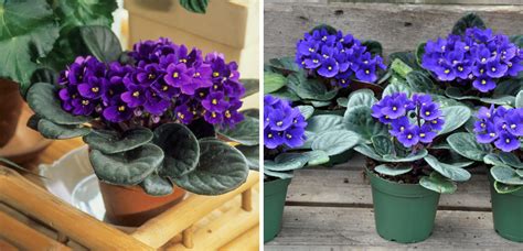 10 Tips for Caring for African Violets