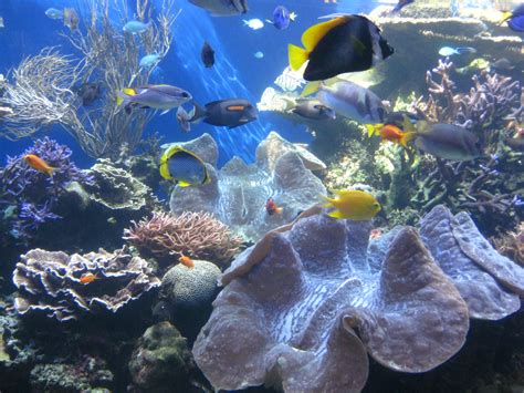 File:Giant clams and fish at Waikiki Aquarium.JPG - Wikimedia Commons