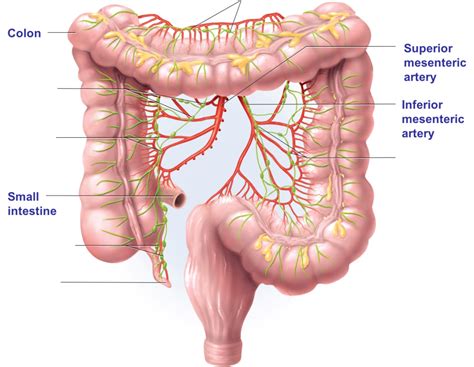 Superior Mesenteric Lymph Nodes