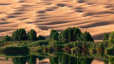 Oasis in the desert wallpapers and images - wallpapers, pictures, photos