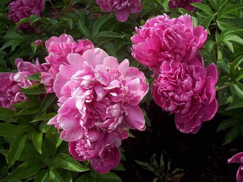 Propagating Peony Plants - How To Divide Peonies | Gardening Know How