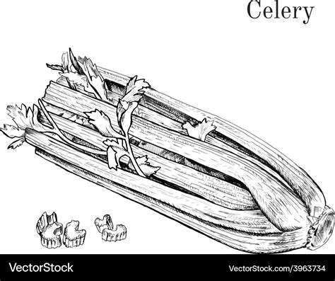 Hand drawn celery ink sketch Royalty Free Vector Image