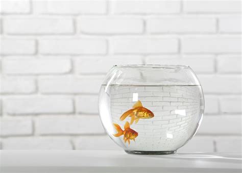 Pregnant Goldfish? How to Tell If a Goldfish Is Pregnant | Cuteness