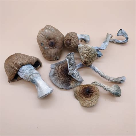 Buy Golden Teacher Dried Magic Mushrooms | SHAFAA