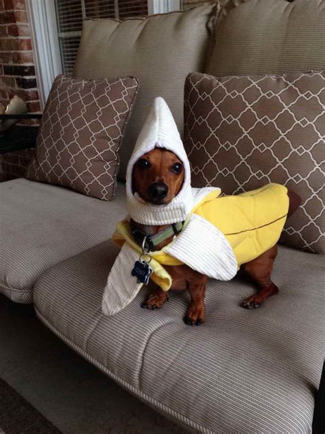 Funny Dachshund Costumes | PETSIDI