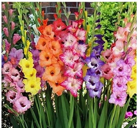 Gladiolus in 2020 | Bulb flowers, Gladiolus flower, Gladiolus bulbs