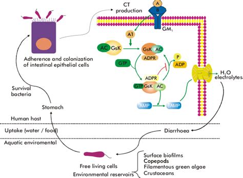 Infection cycle of V. cholerae. Within the marine environment, V.... | Download Scientific Diagram