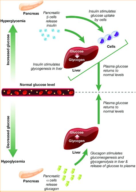 How Blood Sugar Impacts Your Teen's Mood - Bioteen Health