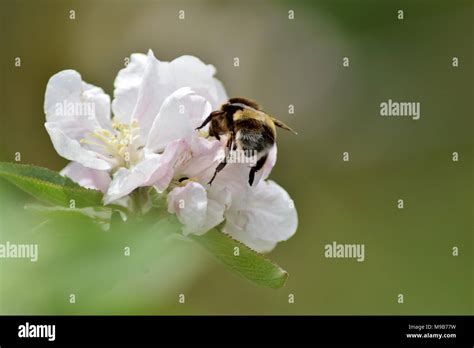 Bee pollination process Stock Photo - Alamy