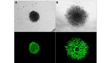 Cultrex Spheroid Formation Extracellular Matrix, 10X 3500-096-01: R&D Systems