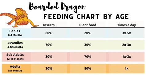 ᐅ What Do Bearded Dragons Eat? | Toxic or Healthy