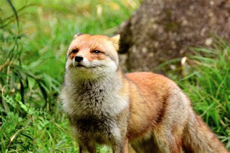 Abe's Animals: Japanese fox