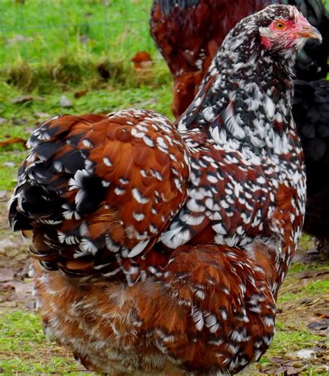 Orpington | Chickens backyard, Beautiful chickens, Best egg laying chickens