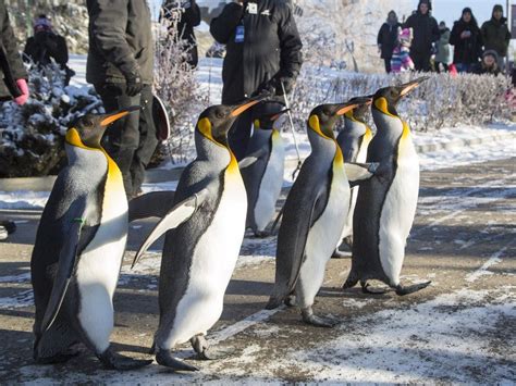 Photos: Penguins walk through the Calgary Zoo | Penguin walk, Penguins, Calgary