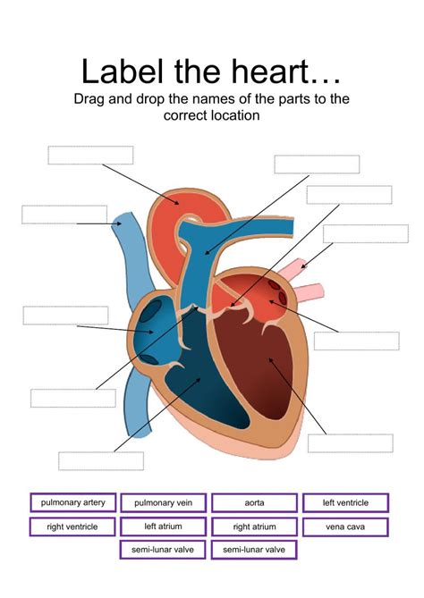 Labeling The Heart Exercises