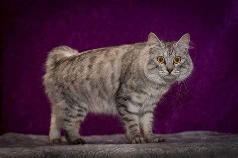 Cymric Cat — Full Profile, History, and Care