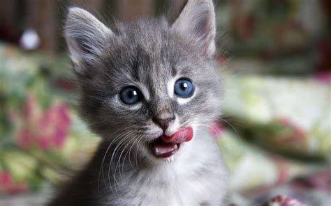 Light Grey Kitten With Blue Eyes - Kopler Mambu