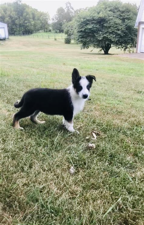 Panda German Shepherd Puppies : Panda German Shepherds German Choices - More often than not, the ...