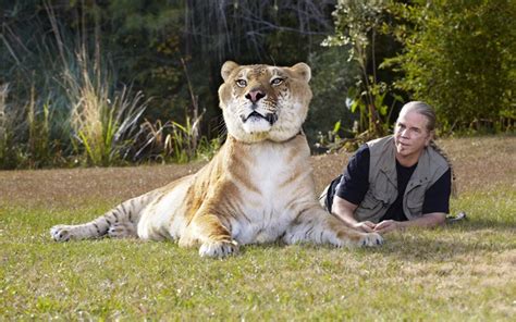 World's biggest cat: 10 feet long liger Hercules from Myrtle Beach Safari wildlife preserve in ...