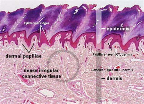 Labeled Histology Slides Histology Slides Thick Skin Anatomy And ...