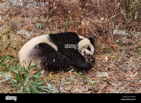 Giant panda cub sleeping in the forest, Wolong, Sichuan, China Stock ...