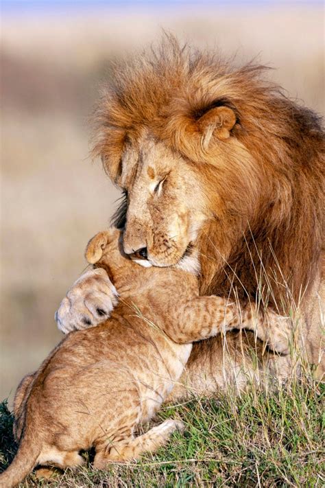 Real life Mufasa gives Simba a hug after lesson in pouncing in Kenya ...