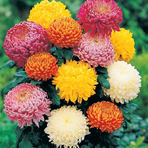 Chrysanthemum Seeds, Ground-Cover Plants, 100pcs/pack – GreenSeedGarden