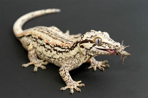 Gargoyle Gecko Facts and Pictures | Reptile Fact