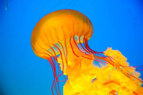 Orange Jellyfish Stock Photos, Pictures & Royalty-Free Images - iStock