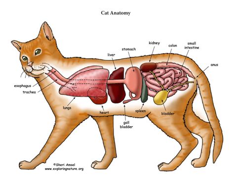 Cat Anatomy (Thoracic and Abdominal Organs)