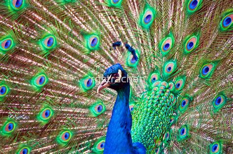 "Peacock courtship display" Posters by rgstrachan | Redbubble