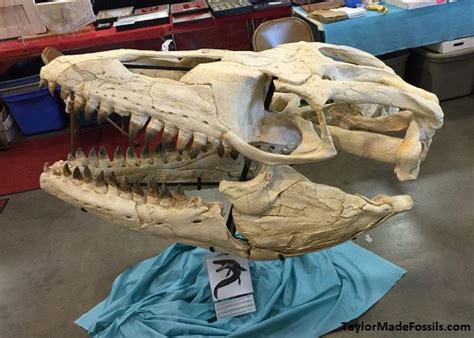 Mosasaurus Skull cast replica Prognathodon – BigfootCasts.com