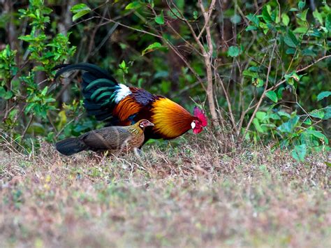 Red Junglefowl - eBird