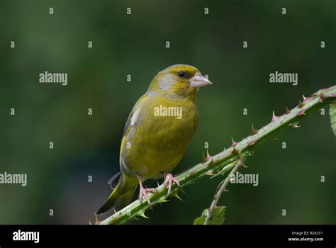 European male greenfinch Stock Photo - Alamy