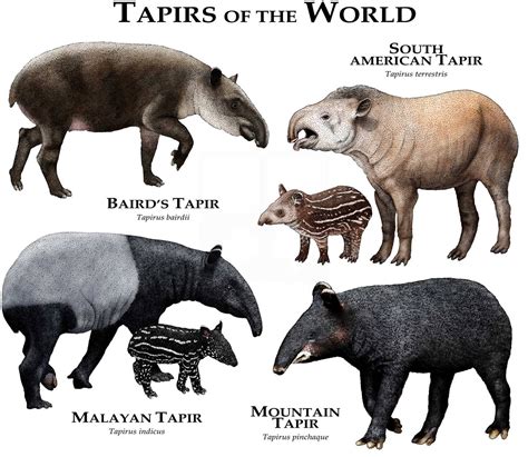 Tapirs the World Poster Print - Etsy Australia