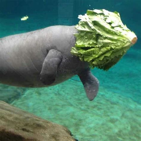 Manatee Lettuce Faceplant Meme Generator