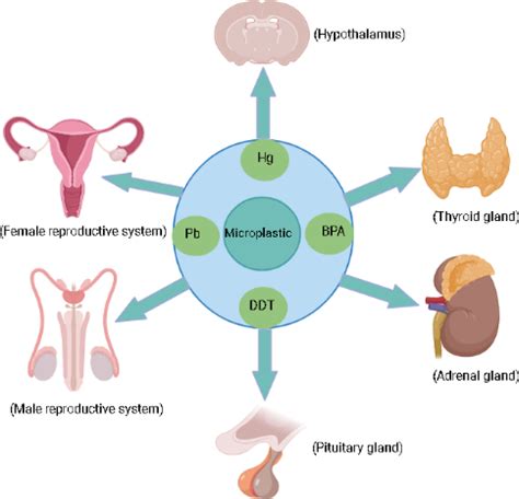 Frontiers | A review of the endocrine disrupting effects of micro and ...