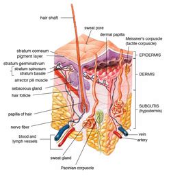 Sweat gland - Wikipedia