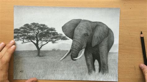 African Elephant - Charcoal Pencil Drawing - YouTube