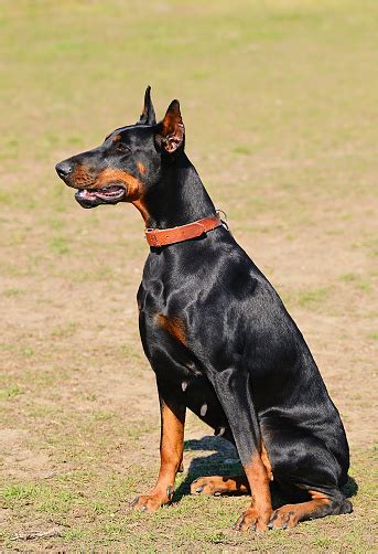 Doberman Pinscher Portrait Stock Photo - Download Image Now - 2015, Aggression, Animal - iStock