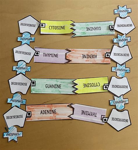 Finding Your Roots - Intro to DNA and Making a Twizzler DNA Model ...