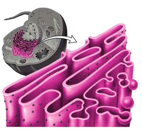 RETICULO ENDOPLASMATICO