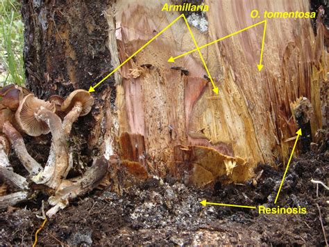 Red Root Rot of Conifers | Forest Pathology