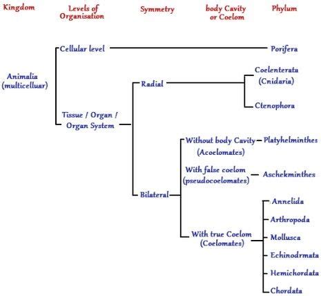 Animal Kingdom Classification Chart by James - Infogram | Animal kingdom classification chart ...